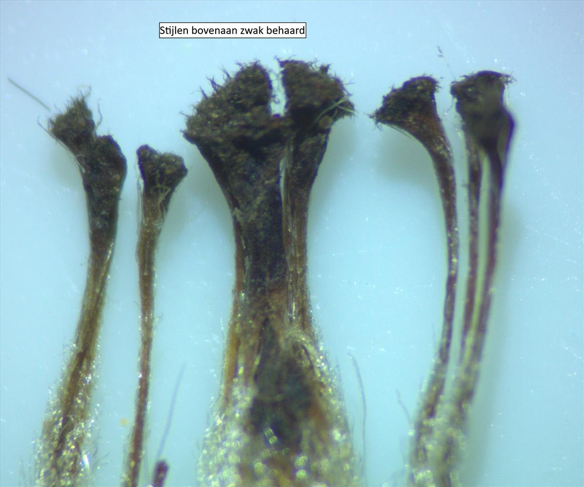 Rosa agrestis (door Jan Klinckenberg)